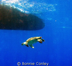 Turtle seen in Grand Cayman August 2008.  Photo taken wit... by Bonnie Conley 